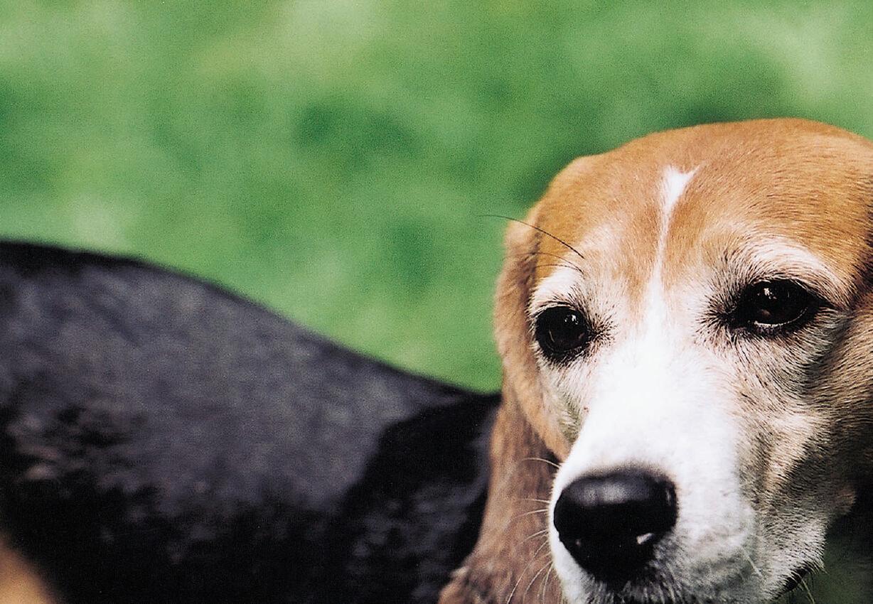 © FOUR PAWS | Daniela Klemencic